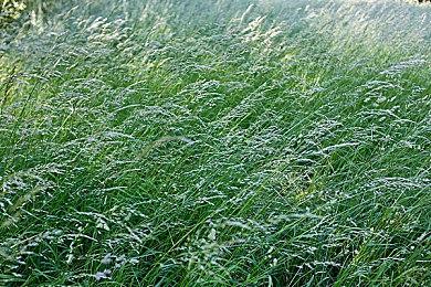 《匹诺曹的谎言》包揽NAVGTR四项大奖！